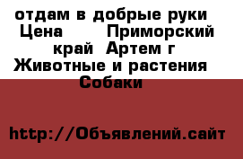 отдам в добрые руки › Цена ­ 1 - Приморский край, Артем г. Животные и растения » Собаки   
